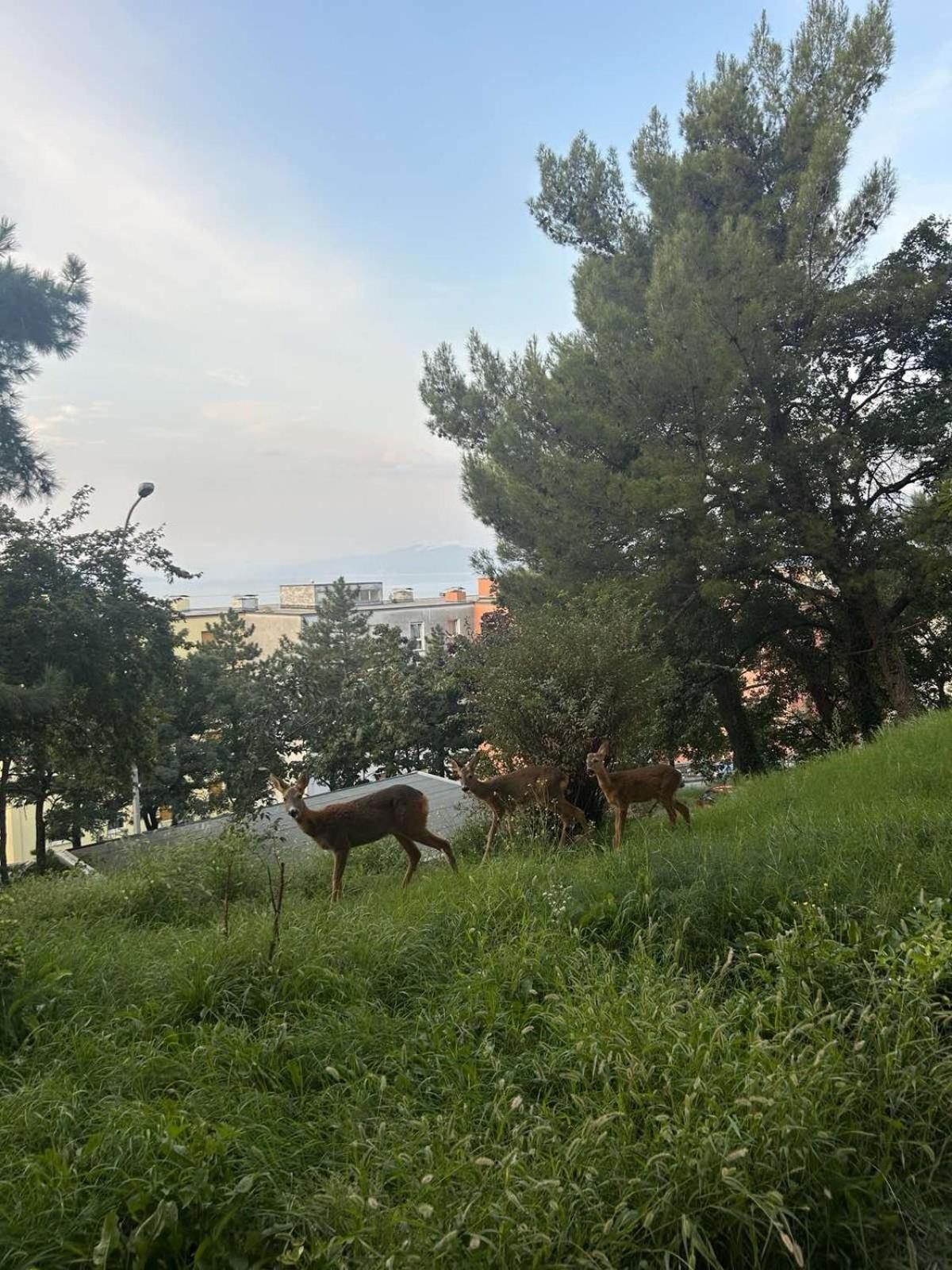 Apartment Jasna Rijeka Zewnętrze zdjęcie